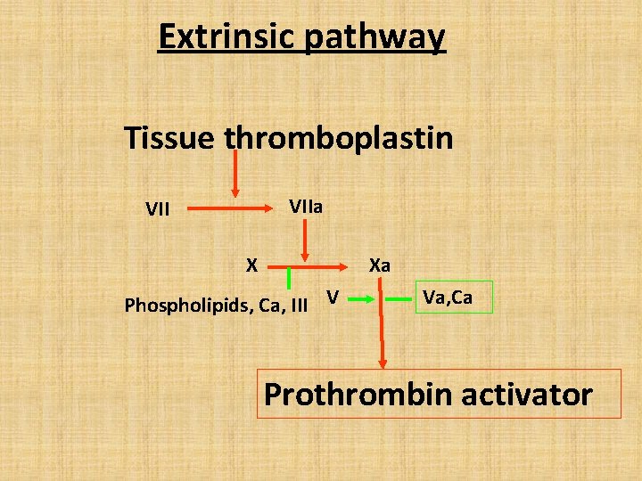 Extrinsic pathway Tissue thromboplastin VIIa VII X Xa Phospholipids, Ca, III V Va, Ca