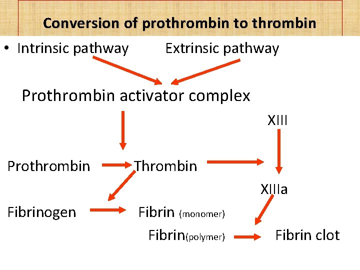 Conversion of prothrombin to thrombin • Intrinsic pathway Extrinsic pathway Prothrombin activator complex XIII