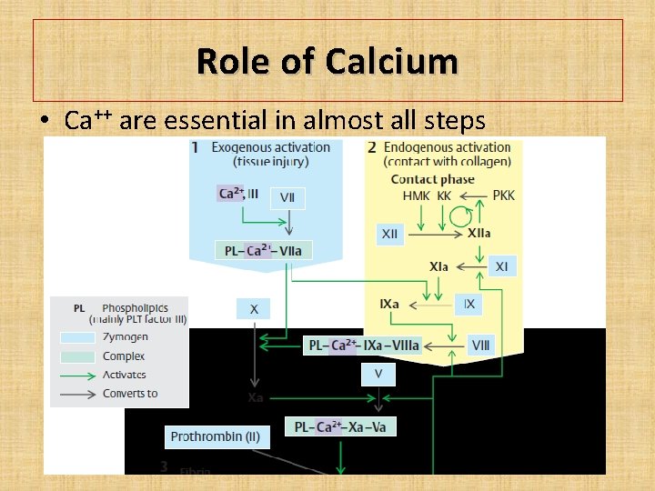 Role of Calcium • Ca++ are essential in almost all steps 