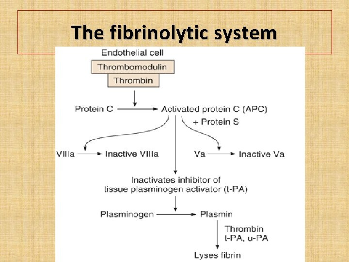 The fibrinolytic system 