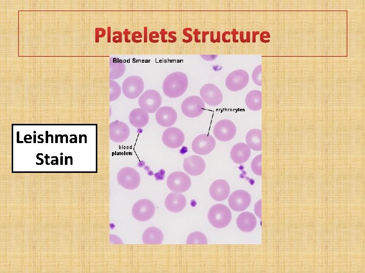 Platelets Structure Leishman Stain 