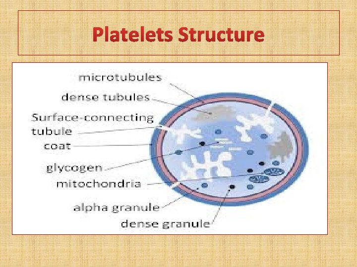 Platelets Structure 