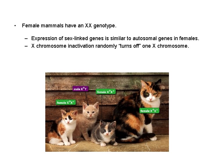  • Female mammals have an XX genotype. – Expression of sex-linked genes is