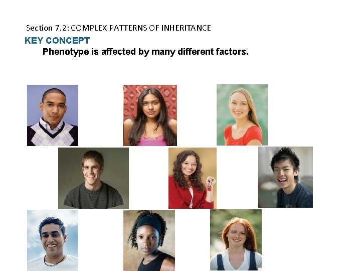 Section 7. 2: COMPLEX PATTERNS OF INHERITANCE KEY CONCEPT Phenotype is affected by many