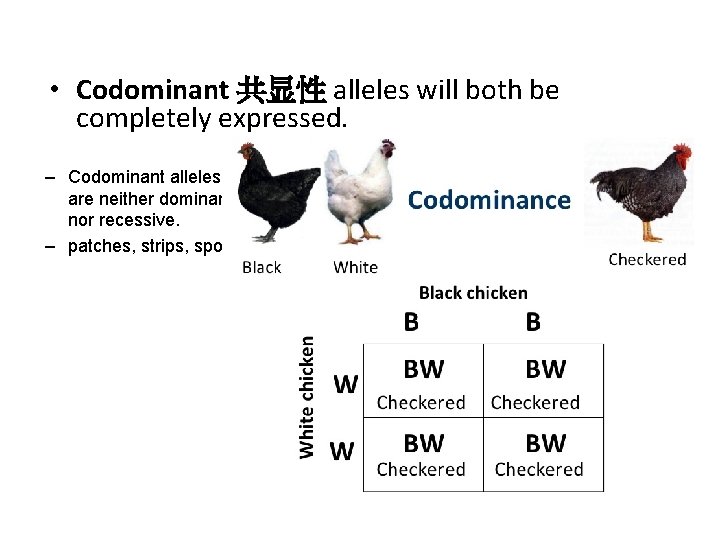  • Codominant 共显性 alleles will both be completely expressed. – Codominant alleles are