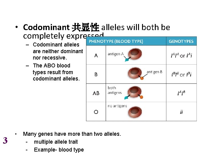  • Codominant 共显性 alleles will both be completely expressed. – Codominant alleles are