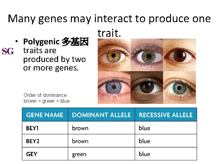 Many genes may interact to produce one trait. • Polygenic 多基因 SG traits are