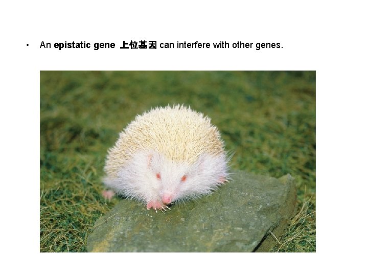  • An epistatic gene 上位基因 can interfere with other genes. 