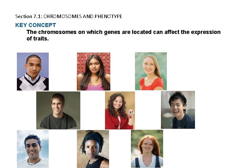 Section 7. 1: CHROMOSOMES AND PHENOTYPE KEY CONCEPT The chromosomes on which genes are