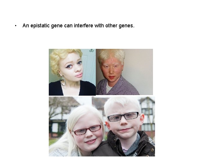  • An epistatic gene can interfere with other genes. 