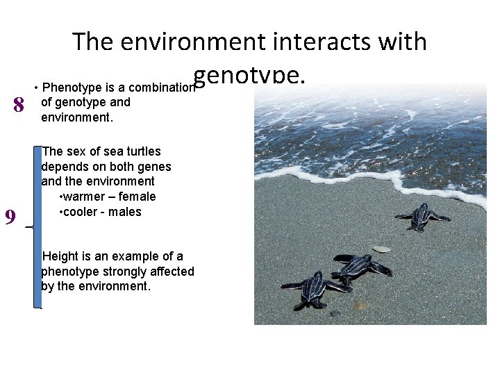 8 9 The environment interacts with genotype. • Phenotype is a combination of genotype