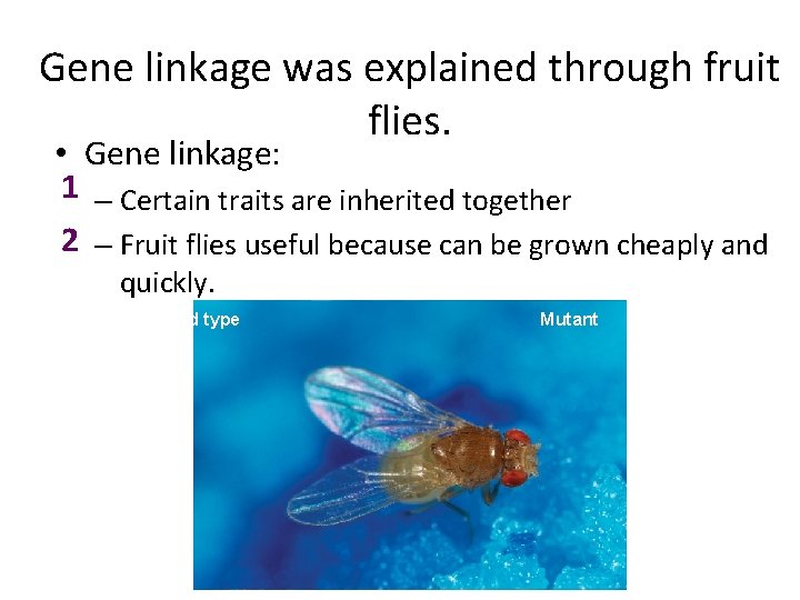 Gene linkage was explained through fruit flies. • Gene linkage: 1 – Certain traits