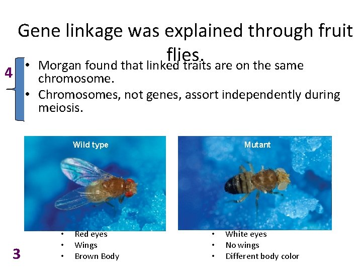 4 Gene linkage was explained through fruit flies. • Morgan found that linked traits