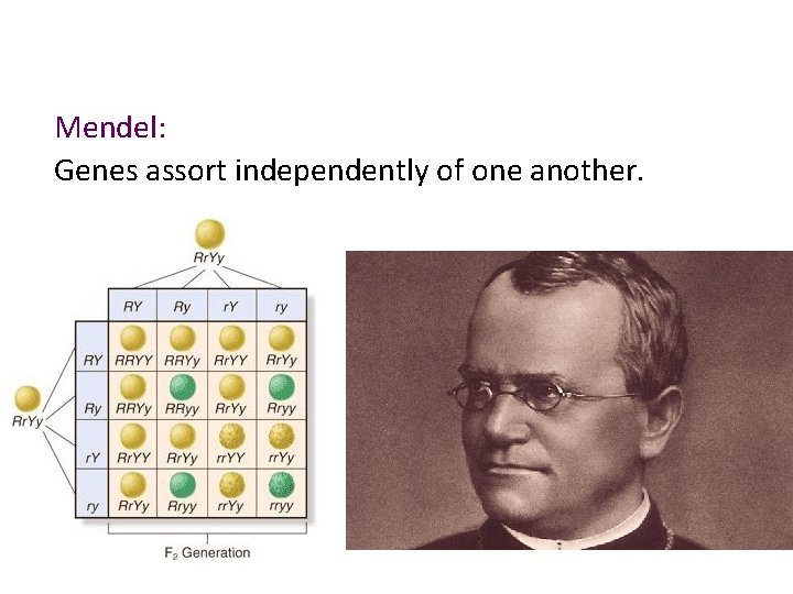 Mendel: Genes assort independently of one another. 