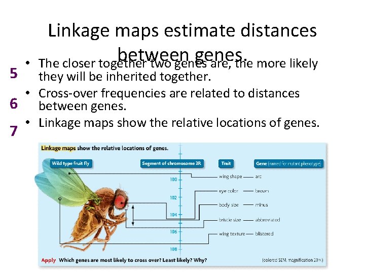 5 • Linkage maps estimate distances between genes. The closer together two genes are,