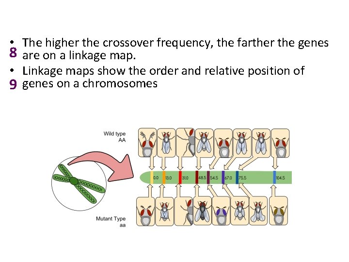  • The higher the crossover frequency, the farther the genes 8 are on