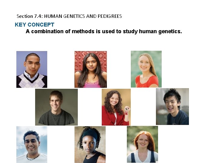 Section 7. 4: HUMAN GENETICS AND PEDIGREES KEY CONCEPT A combination of methods is