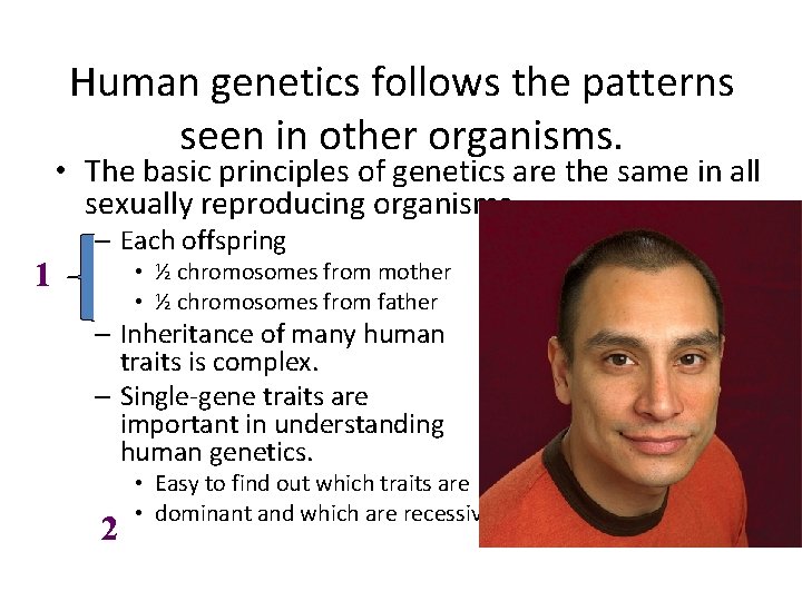 Human genetics follows the patterns seen in other organisms. • The basic principles of