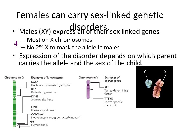 Females can carry sex-linked genetic disorders. • Males (XY) express all of their sex