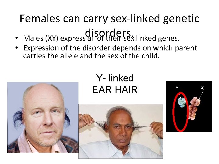 Females can carry sex-linked genetic • Males (XY) expressdisorders. all of their sex linked