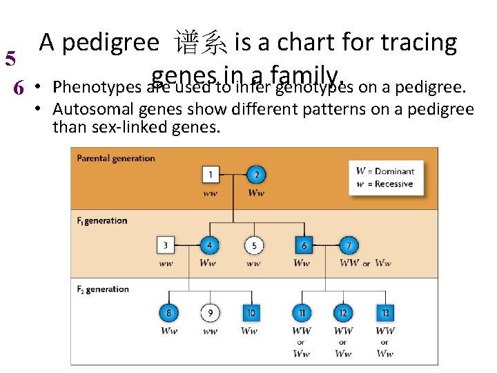 5 6 A pedigree 谱系 is a chart for tracing genes a family. •