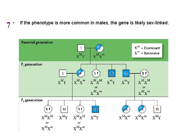 7 • If the phenotype is more common in males, the gene is likely