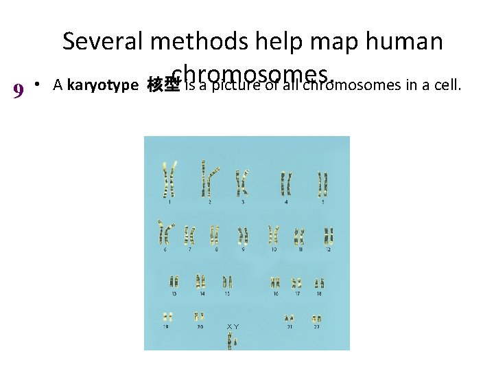 9 • Several methods help map human chromosomes. A karyotype 核型 is a picture