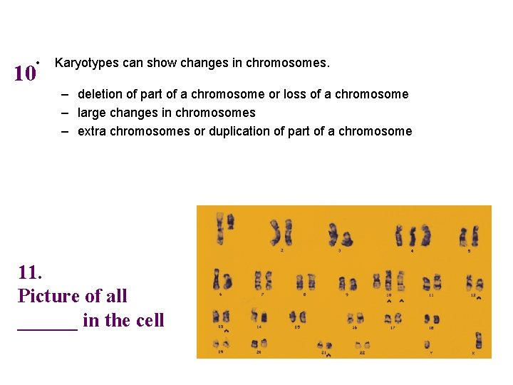  • 10 Karyotypes can show changes in chromosomes. – deletion of part of