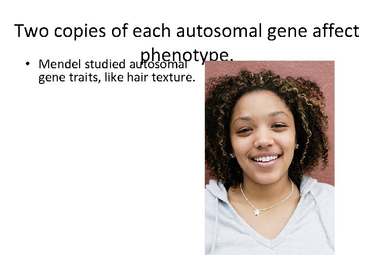 Two copies of each autosomal gene affect phenotype. • Mendel studied autosomal gene traits,