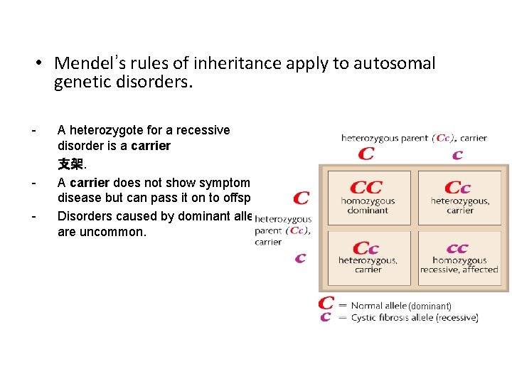  • Mendel’s rules of inheritance apply to autosomal genetic disorders. - - A