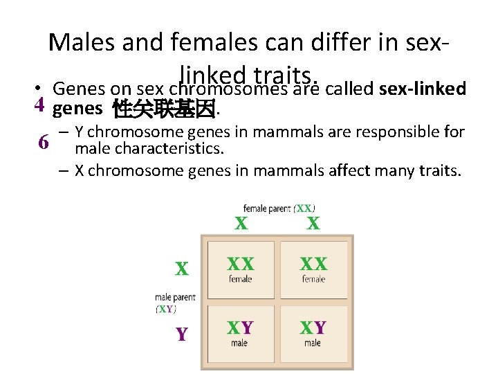 Males and females can differ in sexlinked traits. • Genes on sex chromosomes are