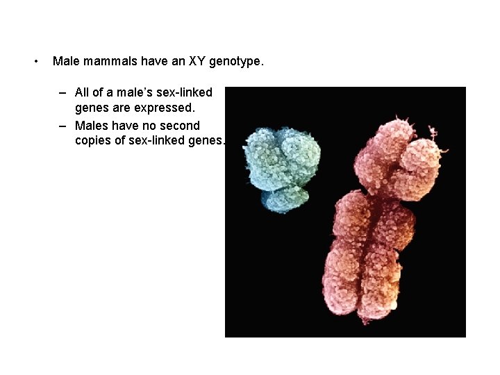  • Male mammals have an XY genotype. – All of a male’s sex-linked