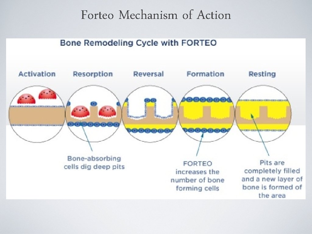 Forteo Mechanism of Action 