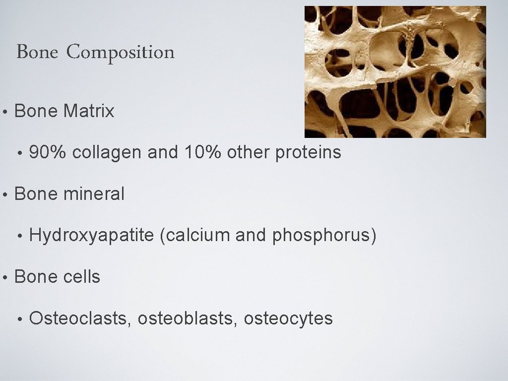 Bone Composition • Bone Matrix • • Bone mineral • • 90% collagen and