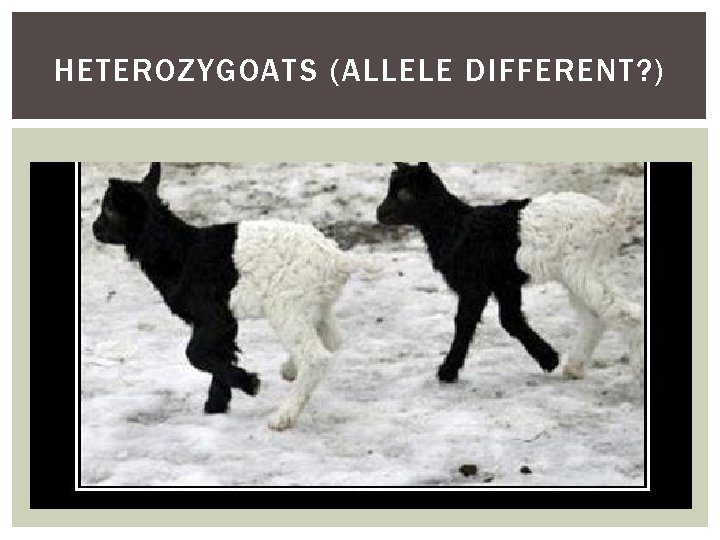 HETEROZYGOATS (ALLELE DIFFERENT? ) 