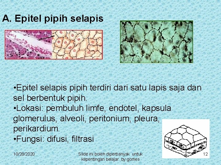 A. Epitel pipih selapis • Epitel selapis pipih terdiri dari satu lapis saja dan