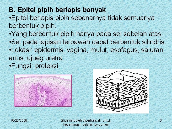 B. Epitel pipih berlapis banyak • Epitel berlapis pipih sebenarnya tidak semuanya berbentuk pipih.