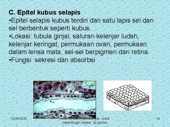 C. Epitel kubus selapis • Epitel selapis kubus terdiri dari satu lapis sel dan