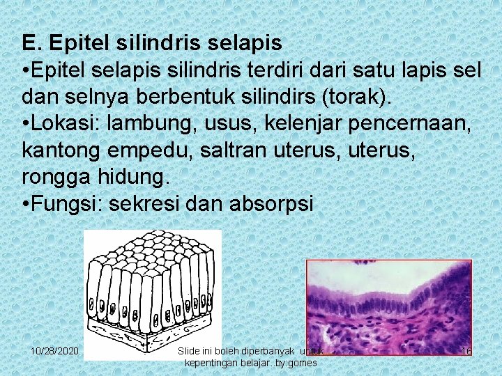 E. Epitel silindris selapis • Epitel selapis silindris terdiri dari satu lapis sel dan