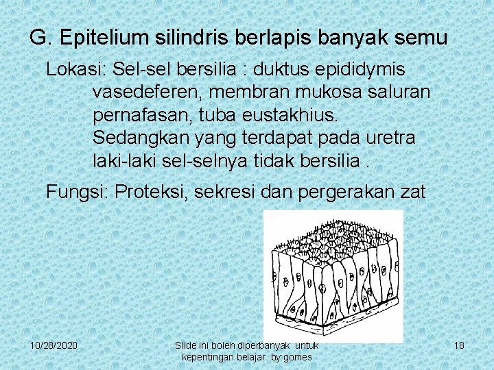 G. Epitelium silindris berlapis banyak semu Lokasi: Sel-sel bersilia : duktus epididymis vasedeferen, membran