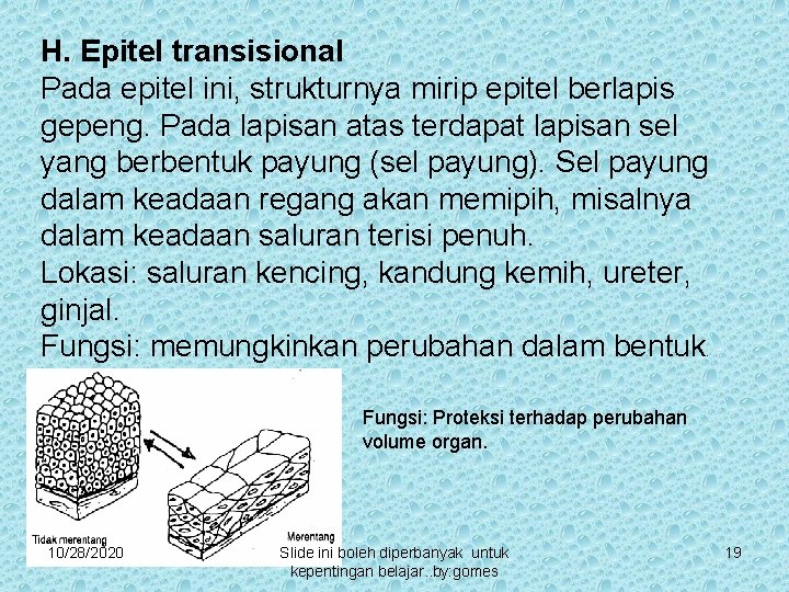 H. Epitel transisional Pada epitel ini, strukturnya mirip epitel berlapis gepeng. Pada lapisan atas