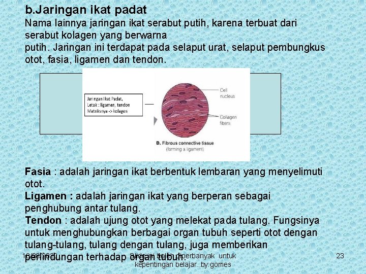 b. Jaringan ikat padat Nama lainnya jaringan ikat serabut putih, karena terbuat dari serabut