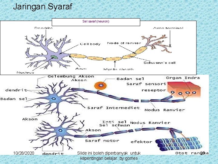 Jaringan Syaraf Sel saraf (neuron) 10/28/2020 Slide ini boleh diperbanyak untuk kepentingan belajar. .