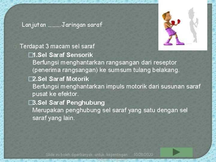 Lanjutan ………. Jaringan saraf � Terdapat 3 macam sel saraf � 1. Sel Saraf