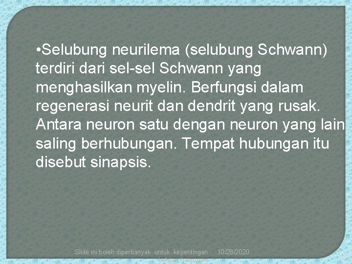  • Selubung neurilema (selubung Schwann) terdiri dari sel-sel Schwann yang menghasilkan myelin. Berfungsi