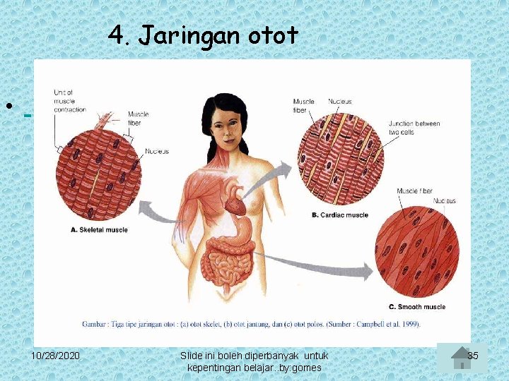 4. Jaringan otot • 10/28/2020 Slide ini boleh diperbanyak untuk kepentingan belajar. . by: