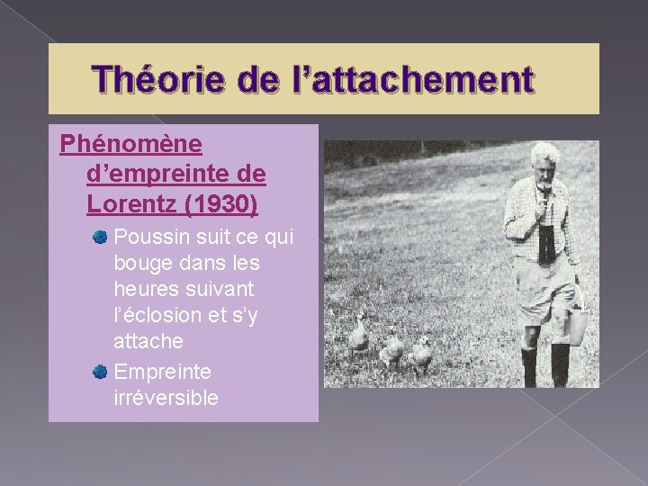 Théorie de l’attachement Phénomène d’empreinte de Lorentz (1930) Poussin suit ce qui bouge dans