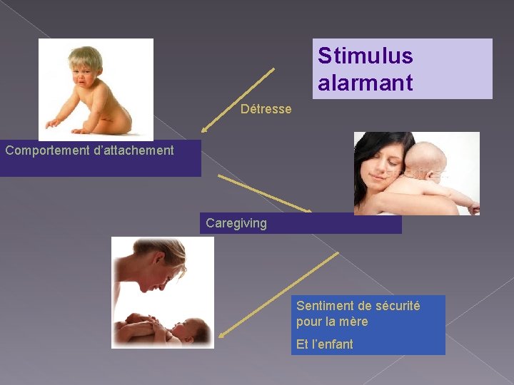 Stimulus alarmant Détresse Comportement d’attachement Caregiving Sentiment de sécurité pour la mère Et l’enfant