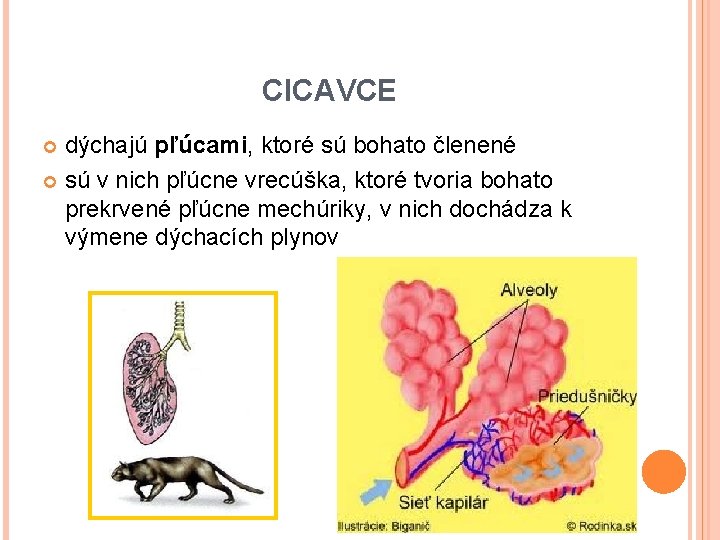 CICAVCE dýchajú pľúcami, ktoré sú bohato členené sú v nich pľúcne vrecúška, ktoré tvoria