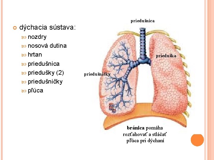  priedušnica dýchacia sústava: nozdry nosová dutina hrtan prieduška priedušnica priedušky (2) priedušničky pľúca